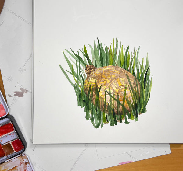 Box Turtle painting, ORIGINAL (not print) 10 X 8 Watercolor Painting