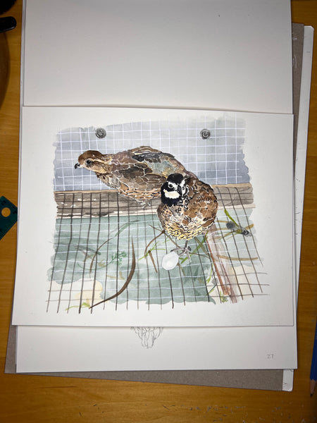Quail, ORIGINAL (not print) FRAMED Watercolor Painting