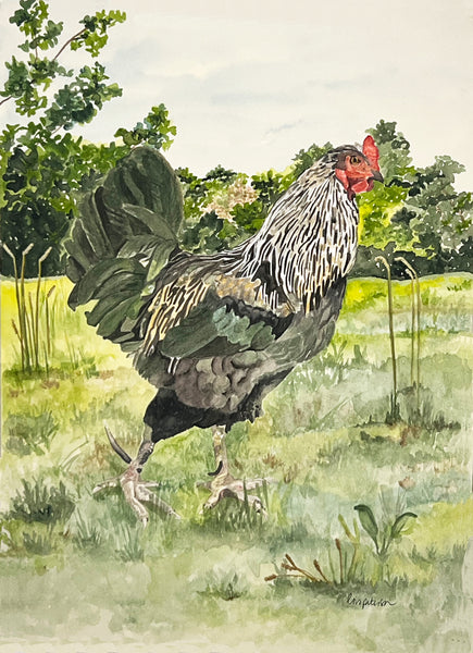 Strutting Big Roo the Rooster on the farm, ORIGINAL (not print) 10 1/4 X 14 Watercolor Painting