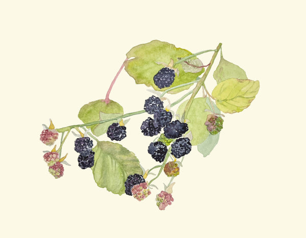 black raspberries, ORIGINAL (not print) 10 X 8 inches Watercolor Painting