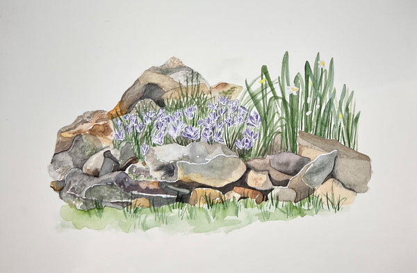 Crocus, ORIGINAL (not print) 9 X 5.5 inches Watercolor Painting