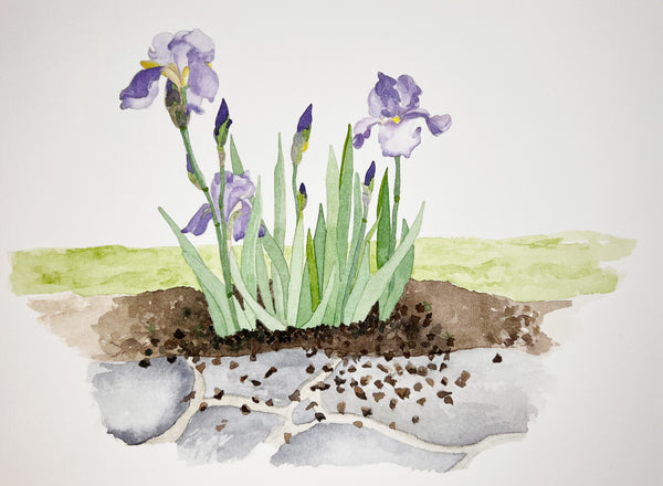 purple irises, ORIGINAL (not print) Watercolor Painting, framed