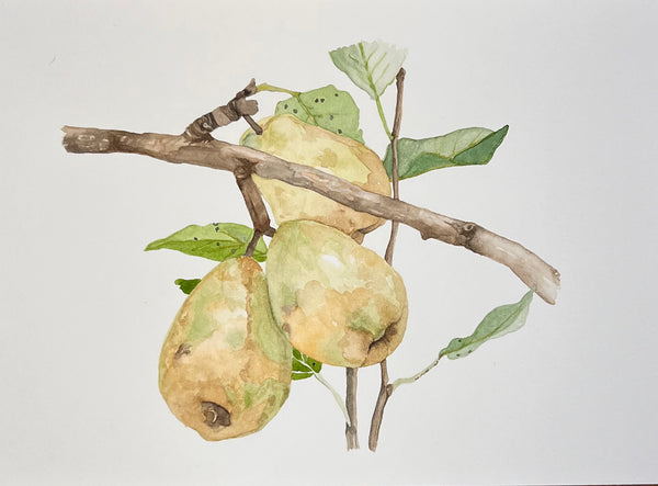 pears, ORIGINAL (not print) Watercolor Painting, framed