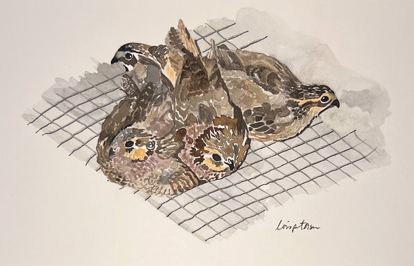 Quail Covey, ORIGINAL (not print) 9 X 5.5 inches Watercolor Painting