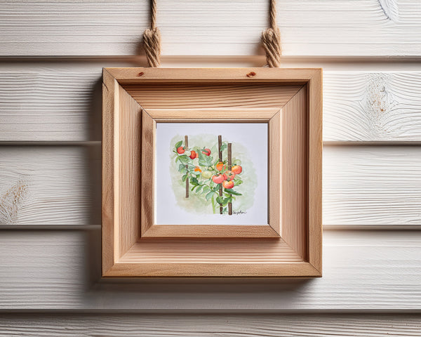 tomatoes on the vine, ORIGINAL (not print) 6 X 6 inches Watercolor Painting